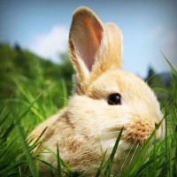 /album/vse-o-mazliccich/photolia-a03-jpg/