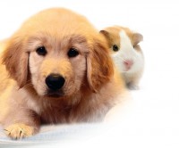 /album/vse-o-mazliccich/bg-krmivo-jpg/