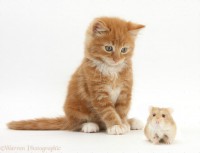 /album/vse-o-mazliccich/a25848-ginger-kitten-and-russian-hamster-white-background-jpg/